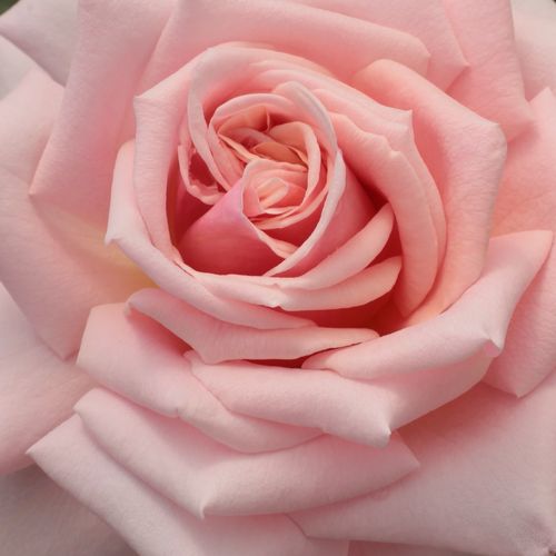 Trandafiri online - trandafir teahibrid - roz - Rosa Budatétény - trandafir cu parfum intens - Márk Gergely - Soi vechi, cu flori foarte mari, înflorește îndelung, combinație de culori frumoase cu flori calmante